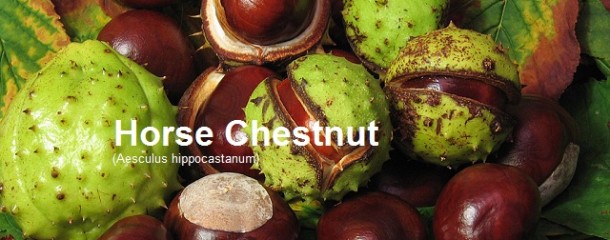 horse chestnut