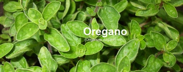 oregano