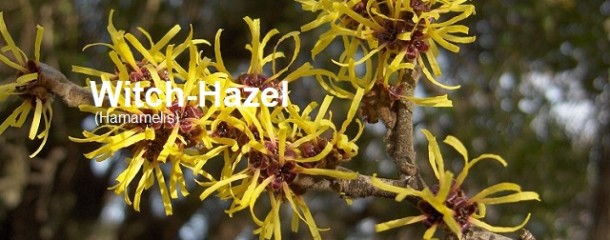 witch hazel